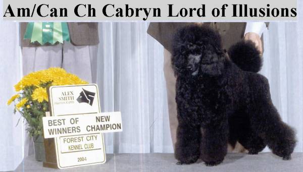 Am & Can Ch CABRYN Lord Of Illusions