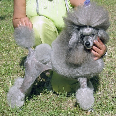 silver mini poodle